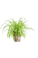 chlorophytum-comosum-ampellilja
