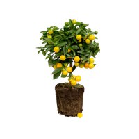 citrus-x-limon-citroenboom