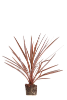 cordyline-australis-koolpalm