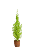 cupressus-macrocarpa-rumscypress