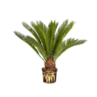 cycas-revoluta-sago-palm