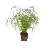 cyperus-alternifolius-plante-ombrelle