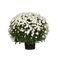 dendranthema-indicum-herbst-chrysantheme