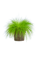 deschampia-flexuosa-tarta-wavy-hair-grass