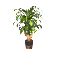 dracaena-fragrans-albero-del-drago