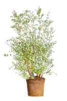 eucalyptus-gunnii-cidergomboom