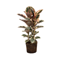 ficus-elastica-gummibaum
