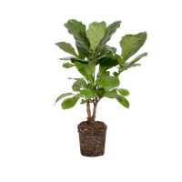 ficus-lyrata-tobacco-plant