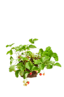 fragaria-elsanta-aardbeienplant
