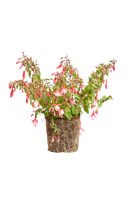 fuchsia-alice-hoffman-bellenplant