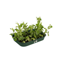 green-basics-grow-tray-m-leaf-green