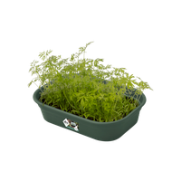 green-basics-grow-tray-s-leaf-green