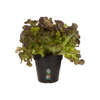 green-basics-growpot-11cm-living-black