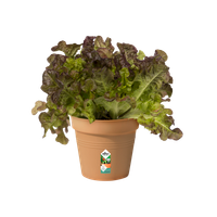 green-basics-growpot-11cm-mild-terra