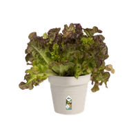 green-basics-growpot-13cm-cotton-white