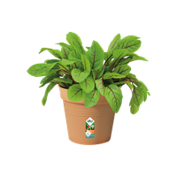 green-basics-growpot-13cm-mild-terra