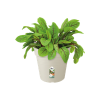 green-basics-growpot-15cm-cotton-white