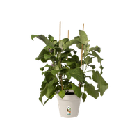 green-basics-growpot-17cm-cotton-white