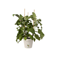 green-basics-growpot-19cm-cotton-white