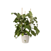 green-basics-growpot-21cm-cotton-white