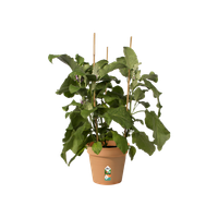 green-basics-growpot-21cm-mild-terra