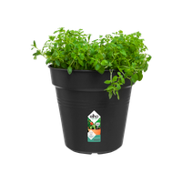 green-basics-growpot-24cm-living-black