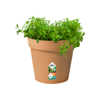 green-basics-growpot-24cm-mild-terra