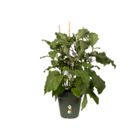 green-basics-growpot-30cm-leaf-green