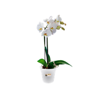 green-basics-orchid-13cm-trasparente