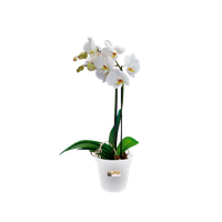 green-basics-orchid-15cm-trasparente