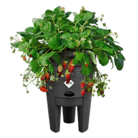 green-basics-pot-a-fraises-33cm-living-noir