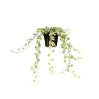 hedera-helix-white-wonder-kletterpflanze