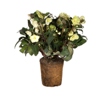 helleborus-x-ericsmithii-winterrose