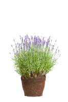 lavandula-angustifolia-echter-lavendel