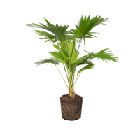 livistona-rotundifolia-serdangpalm