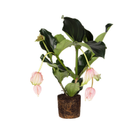 medinilla-magnifica-rosenskarm