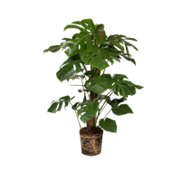 monstera-deliciosa-split-leaf-philodendron
