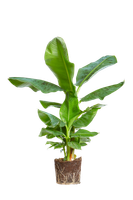 musa-dwarf-cavendish-bananenplant