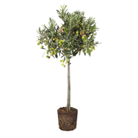 olea-europaea-olivenbaum