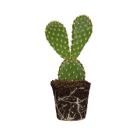 opuntia-microdasys-konijnencactus
