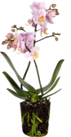 orchid-andorra-vlinderorchidee