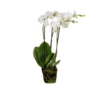 orchid-phalaenopsis-orchidea-farfalla