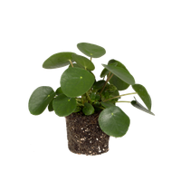 pilea-peperomioides-pannenkoekenplant