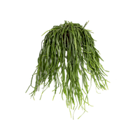 rhipsalis-roseana-rhipsalis-roseana