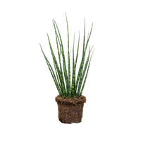 sansevieria-cylindrica-cylindrical-snake-plant-or-african-spear