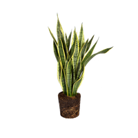 sansevieria-trifasciata-snake-plant