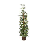 schefflera-actinophylla-strahlenaralie