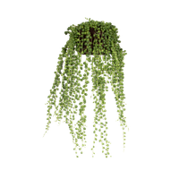 senecio-rowleyanus-pianta-del-rosario