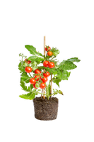 solanum-lycopersicon-tomatenpflanze