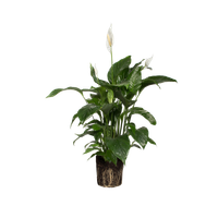 spathiphyllum-lepelplant